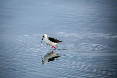Bird flying over water