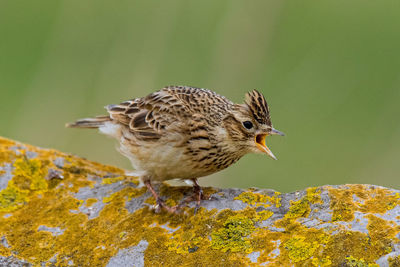 Close-up of bird perching