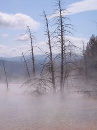 Bare trees on snow covered land against sky