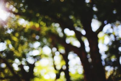 Low angle view of trees in forest