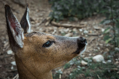 Close-up of deer on field