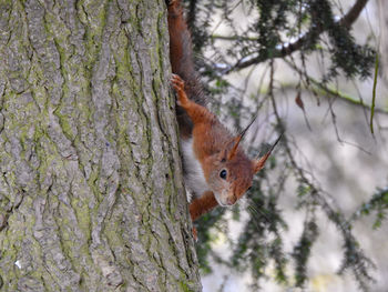 Close-up of squirrel on tree trunk