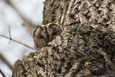 Close-up of squirrel on tree trunk