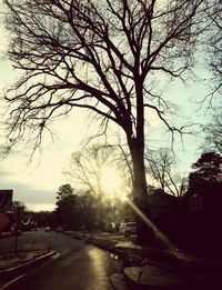 Bare trees at sunset