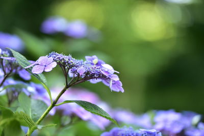 Close-up of purple flowers blooming outdoors