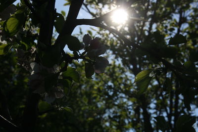 Low angle view of sunlight streaming through tree