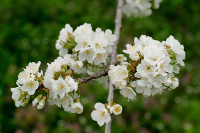 Close-up of white flowers on tree