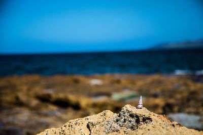 Close-up of rock on beach against sky