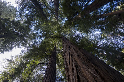 Low angle view of trees in forest