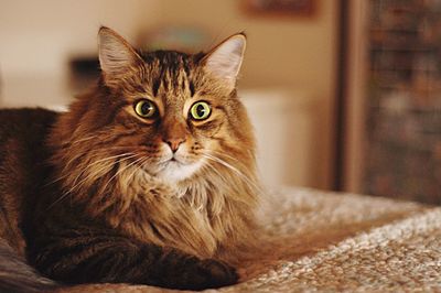 Portrait of maine coon cat resting on bed at home