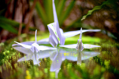 Close-up of purple flower with leaves in water