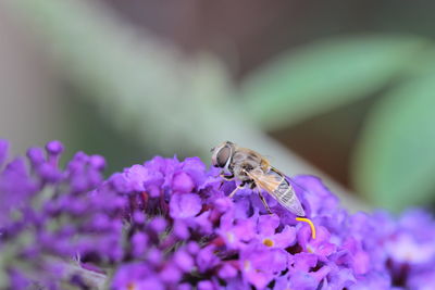 Close-up of fly on purple flowers