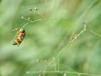 Close-up of ladybug on leaf