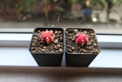 Close-up of potted plant on window