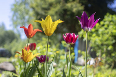 Close-up of pink tulips on field