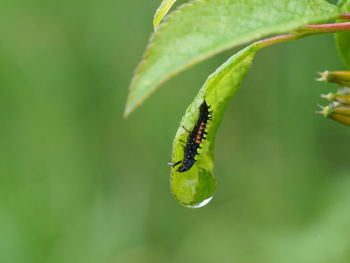 Close-up of insect on leaf