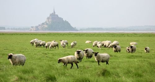 pasture