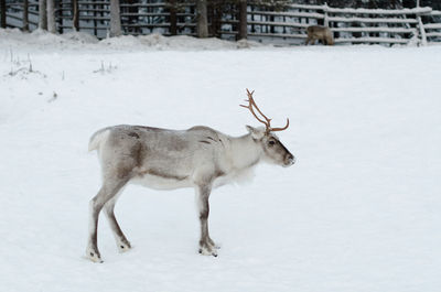 Deer on snow