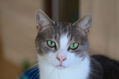 Close-up portrait of tabby cat