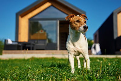 Dog running on field against house facade