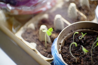 Close-up of potted plant