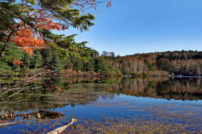 Reflection of trees in calm lake