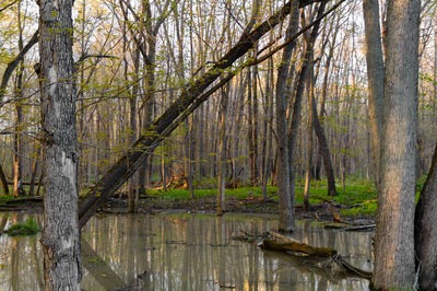 Reflection of trees in water