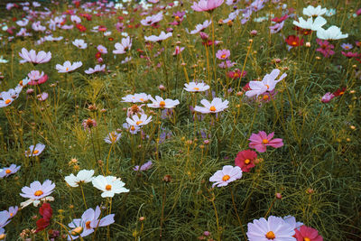 High angle view of flowering plants on field