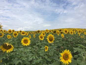 Scenic view of sunflower field against cloudy sky