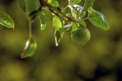 Close-up of fruit growing on apple tree