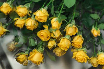 A bouquet of yellow garden roses in the kitchen sink.