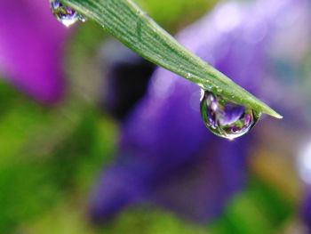 Close-up of water drops on spider web