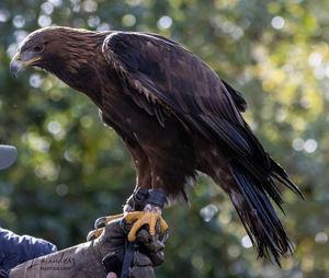 Low angle view of eagle against blurred background