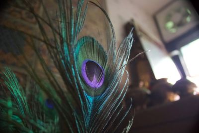 Close-up of peacock