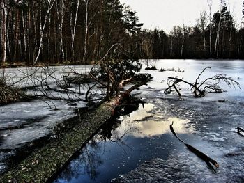 Reflection of trees in river