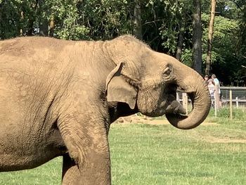 Side view of elephant in zoo