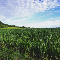 Scenic view of field against cloudy sky