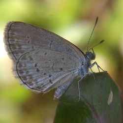 Close-up of butterfly on leaf