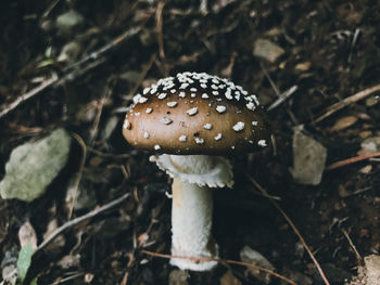 Close-up of mushroom growing on field