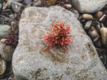 Close-up of red flower on rock