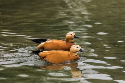 Duck swimming on lake