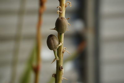 Close-up of plant