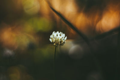 Close-up of white flower on field