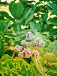 Close-up of purple flowering plant