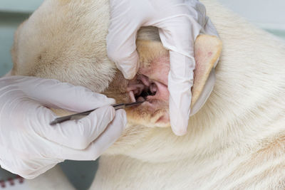 Cropped hand of vat removing louse from dog ear