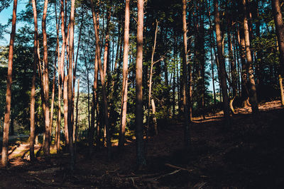 Trees growing in forest