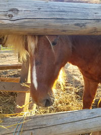 Close-up of horse in stable