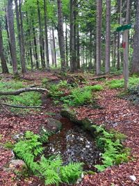 Plants and trees in forest