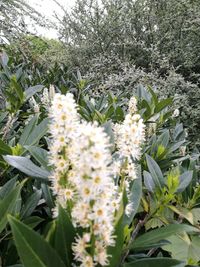 Close-up of flowers growing on field