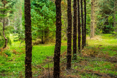 Pine trees in forest